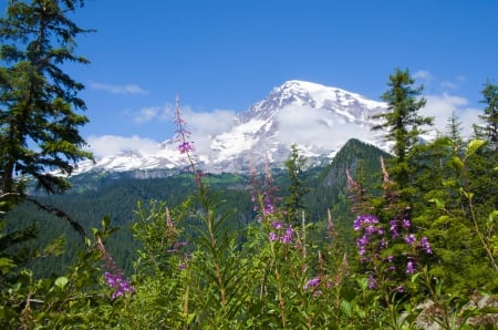 Mount Rainier, Washington, USA - volcano, trees, national park, plants