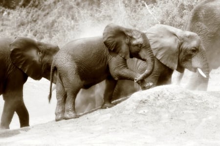 GIGANTIC WALK - black n white, elephants, animals, wild