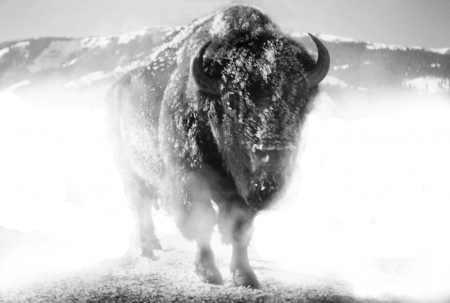 Freezing Fog - Mountains, Bison, Buffalo, winter, Heards, Ice, Fog