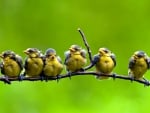 SIX CHICKS on the BRANCH