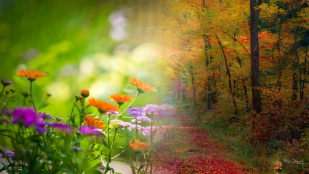 Summer To Autumn - wild flowers, autumn, trees, light, summer, path, abstract, fall, forest, leaves, green, flowers