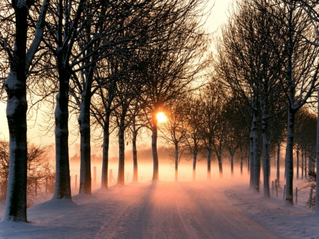 Mist Morning - trees, winter, nature, mist, road, snow, sunrise, morning