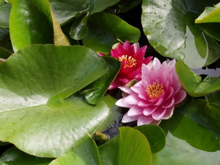 Water Lilies - flowers, lilies, nature, plants, leaf, flora