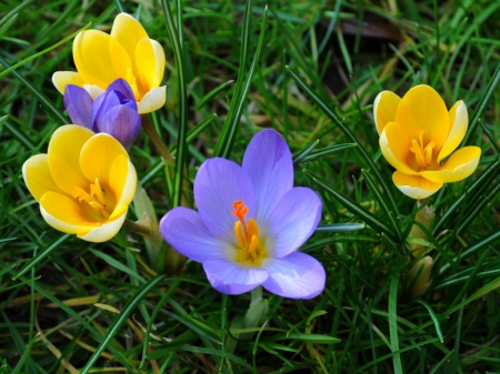 Beautiful Crocuses - nature, crocuses, beautiful, flowers, grass