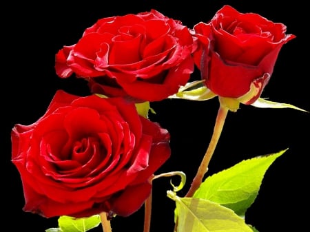 Lovely Roses - flowers, roses, nature, red, leaf