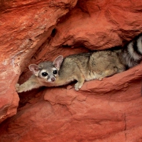 RING TAILED LEMUR