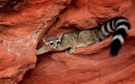 RING TAILED LEMUR - Lemur, ring, tail, strepsirrhine primate