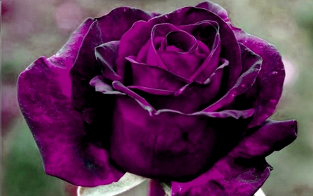 PURPLE ROSE - nature, close up, purple, rose, flower