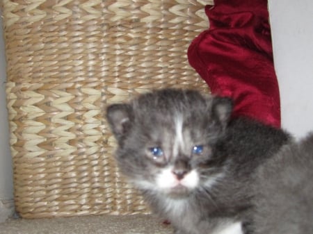 Baby Simba - Kitten, Simba, born, 2 weeks