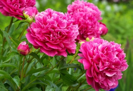 *** Peonies *** - nature, peonies, flowers, pink