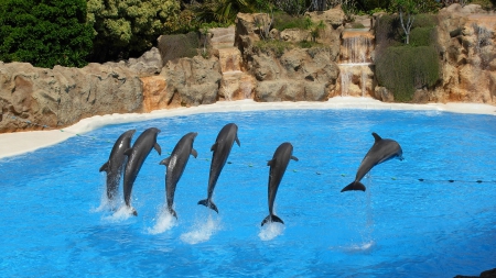 Dolphins - dolphins, nature, beauty, showplace