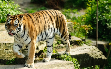 a Tiger walking - love, tiger, cute, zoo