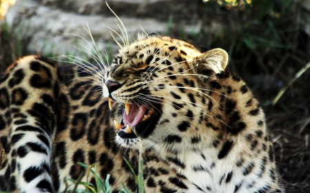 A Tiger Roaring - love, roaring, cute