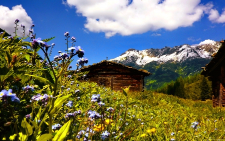 Mountain hut - nice, hut, cottage, sky, slope, hoyse, peaceful, field, meadow, mountainscape, clouds, grass, mountain, hills, wooden, summer, peaks, lovely, nature, lonely, beautiful, alps, flowers, cabin, austria, wildflowers