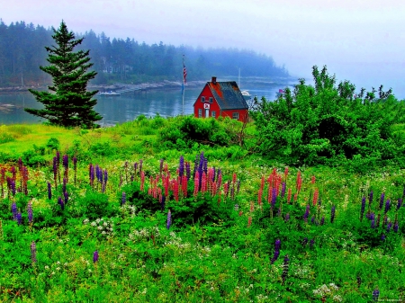 House on the riverbank - quiet, summer, grass, meadow, flowers, shore, riverbank, mist, nice, cottage, lupine, house, greenery, trees, beautiful, lovely, freshness, colorful, river, nature