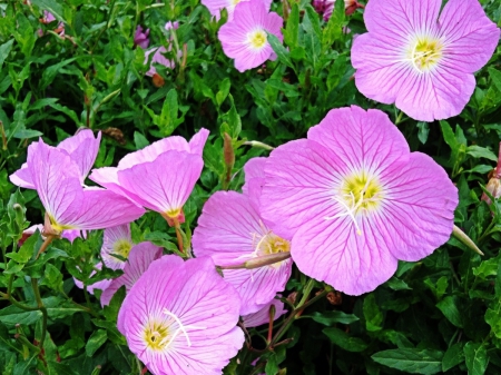 Lovely flowers in the yard - flowers, yard, lovely, pink