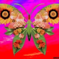 ABSTRACT BUTTERFLY