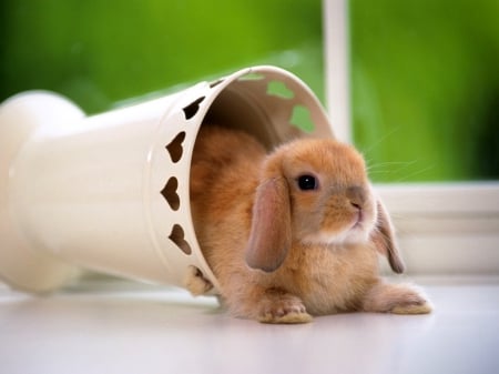 Cute rabbit - rabbit, rodents, animals, cute