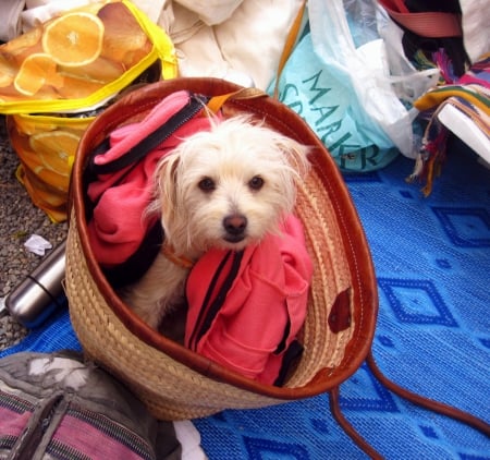 Hello.. - photography, animals, dog, dogs, cute