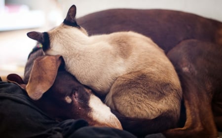 Cat and dog - sleepy, cute, beautiful, cat, sleeping, kitty, cats, hat, cat face, paws, face, animals, pretty, beauty, sweet, kitten, lovely