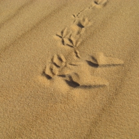 Bird Tracks on sand