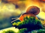 Snail