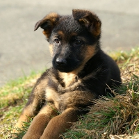 Sweet little German Shepherd