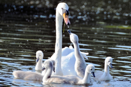 Mother Swan - family, water, lake, chicks