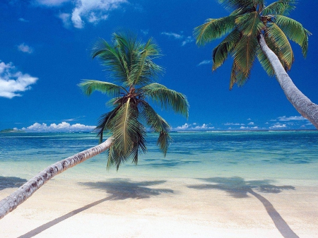 Widows Beach, Mexico - white, palms, water, shadows, sea, sand, sky