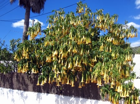 Trumpet honeysuckle - flowers, nature, yellow, blue, photography, flower, sky