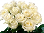 Beautiful white roses