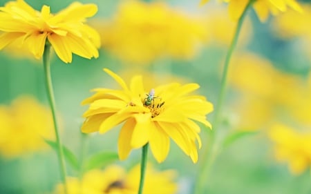 Flower - nture, nature, flower, bug