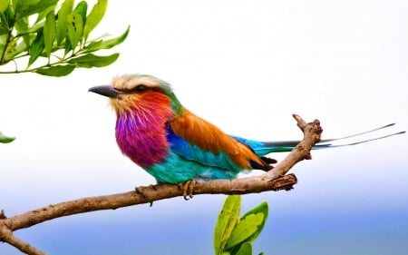 LILAC - BREASTED ROLLER - bird, roller, lilac, breasted