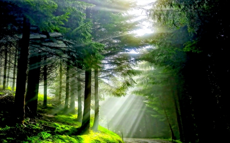 SOLAR BEAMS - solar, nature, forest, landscape, green