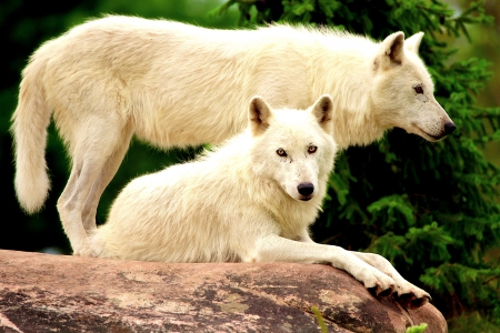 WHITE WOLVES - white, dog, wild, animals, wolves