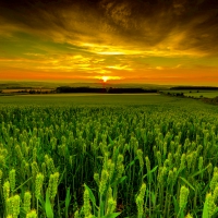 WHEAT FIELD at DUSK