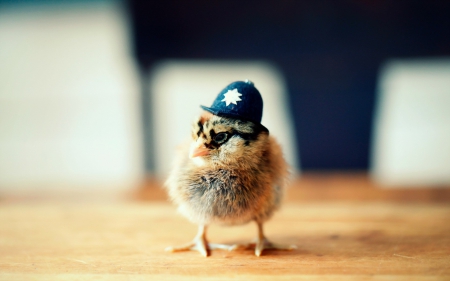 Chicken - police, chicken, animal, photo