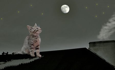 Night on the roof - moon, night, roof, cat