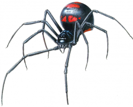 The Black Widow - spider, The Black Widow, black widow, poisonous spider