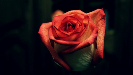 For Roxane - rose, orange, friend, beautiful