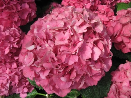 Flowers mid-summer 41 - Flowers, garden, red, green, photography, hydrangeas