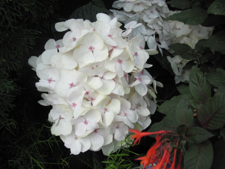 Flowers mid-summer 42 - photography, green, hydrangeas, flowers, garden