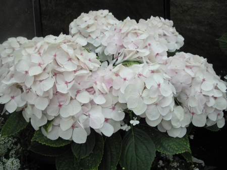 Flowers mid-summer 43 - hydrangeas, garden, flowers, photography, green