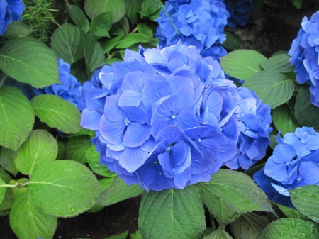 Flowers mid-summer 44 - photography, blue, green, hydrangeas, flowers, garden