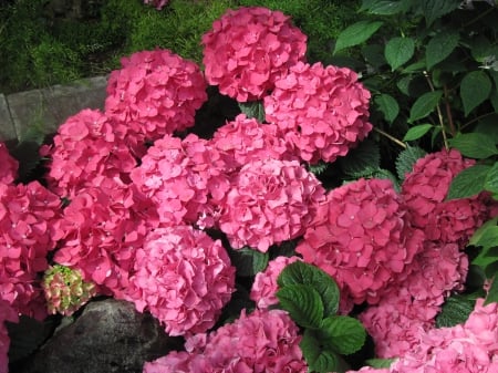 Flowers mid-summer 46 - Flowers, garden, red, green, photography, hydrangeas