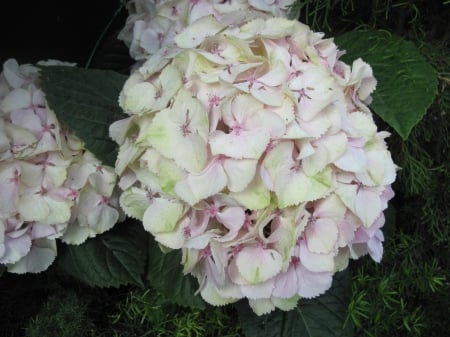 Flowers mid-summer 47 - white, Flowers, garden, green, photography, Hydrangeas