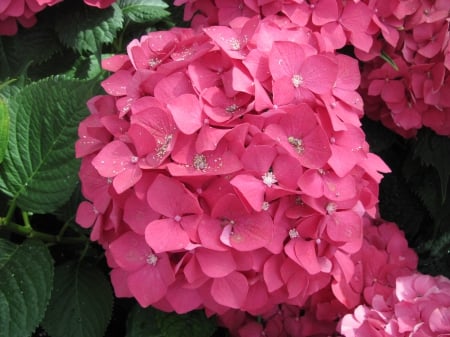 Flowers mid-summer 49 - Red, Flowers, garden, green, photography, hydrangeas