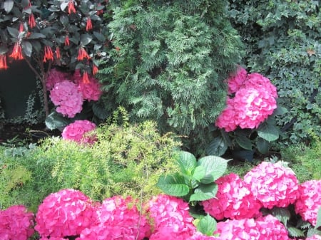 Flowers mid-summer 50 - red, photography, green, flowers, hydrangeas, garden