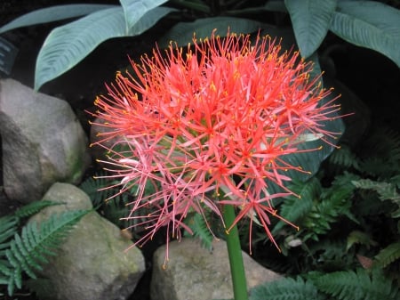 Flowers mid-summer 54 - photography, orange, green, flowers, garden