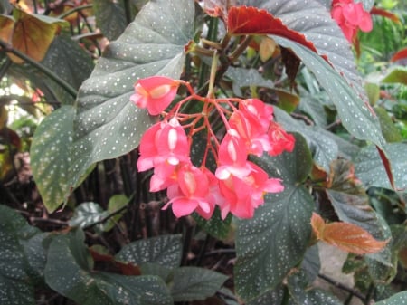 Flowers mid-summer 55 - pink, photography, green, flowers, garden